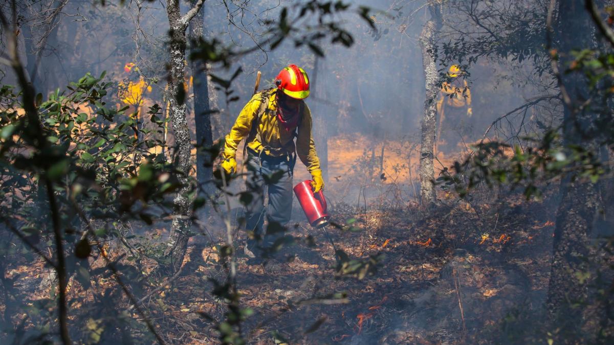 Incendios disminuyeron de 77 a 65, señala Conafor