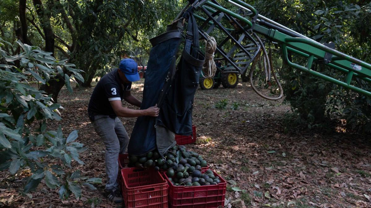 Reconocen inseguridad en producción del “oro verde”