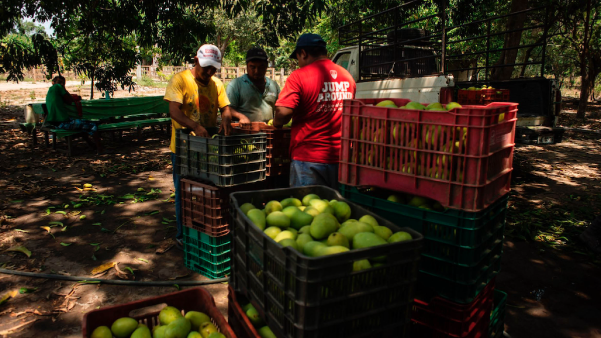 Advierten pérdida millonaria por freno de EU a aguacate y mango, tras agresión