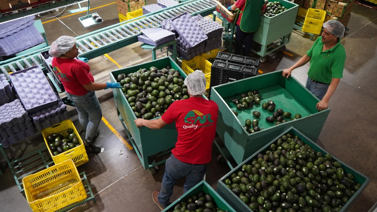 Ejecutivo critica veto de EU a aguacate y mango