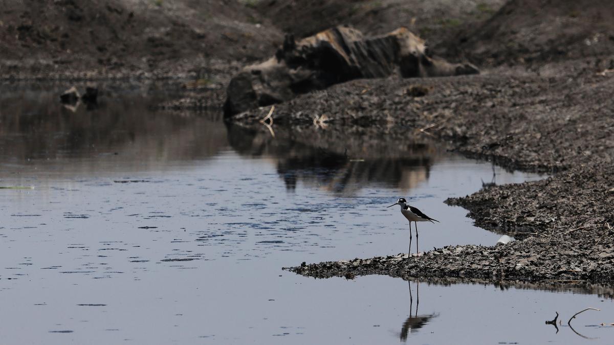 ¿Cuál es el estado actual de las presas en México tras las intensas lluvias?