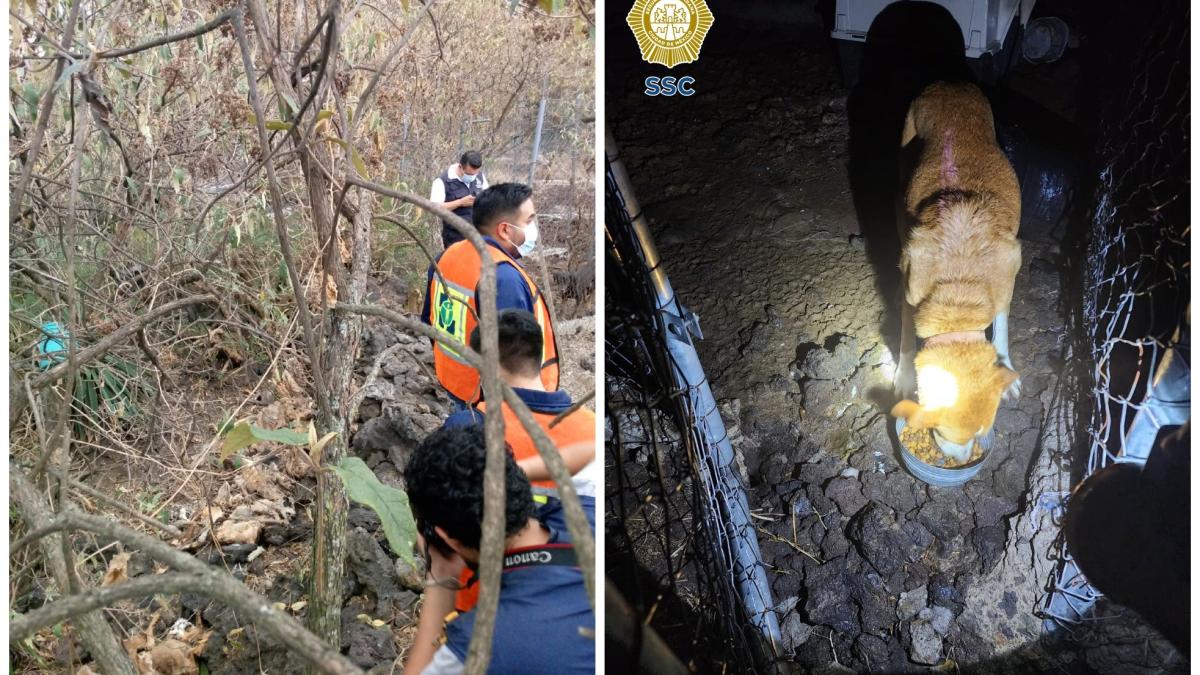 Rancho en Topilejo, con denuncia por maltrato animal desde 2019