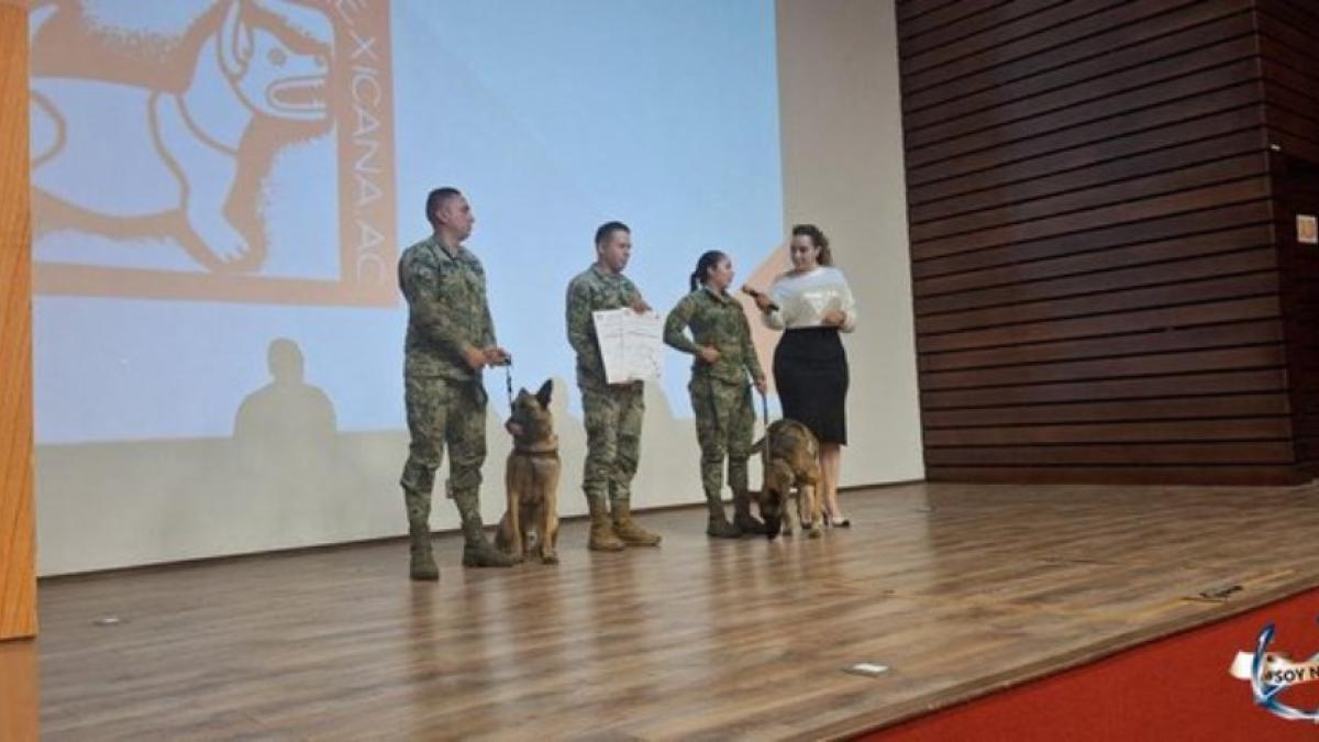 Premian a Hidra y Eros, canes de la Semar, por su servicio a México