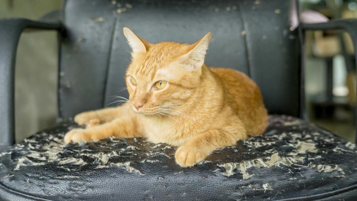 La ciencia tiene la respuesta: Esta es la solución para que tus gatos ya no rasguen tus muebles