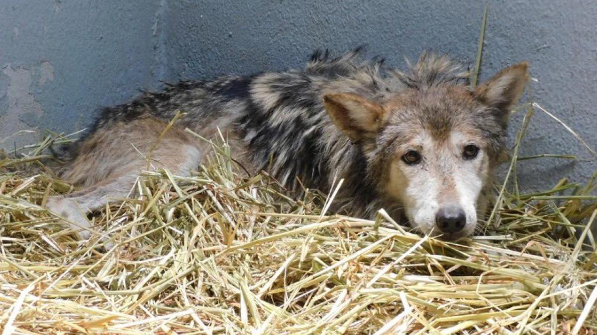 Loba mexicana preocupa a visitantes de Chapultepec tras ser separada de su manada; ¿cuál es su estado de salud?