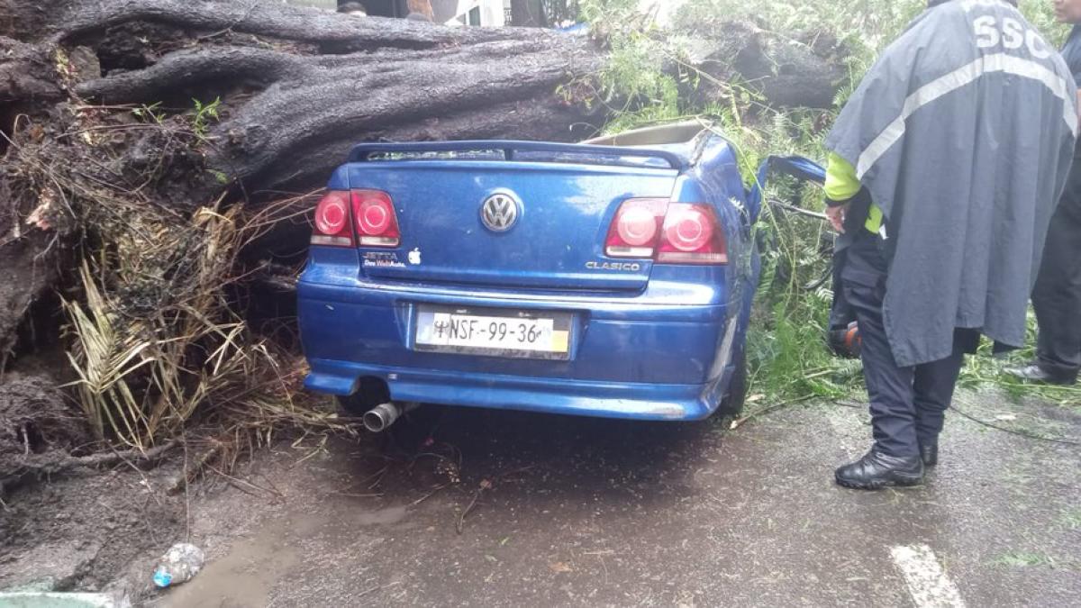 Árbol cae sobre carro en la Nápoles; mujer pierde la vida tras el impacto