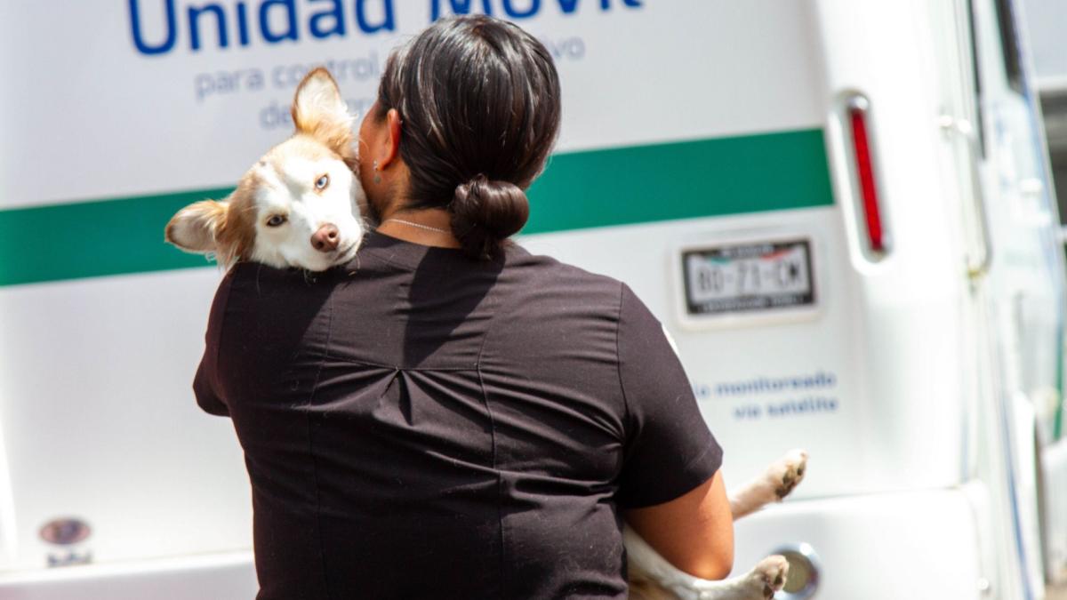 Día Mundial del Perro: ¿Dónde y cuándo vacunar GRATIS a tu mascota en CDMX?