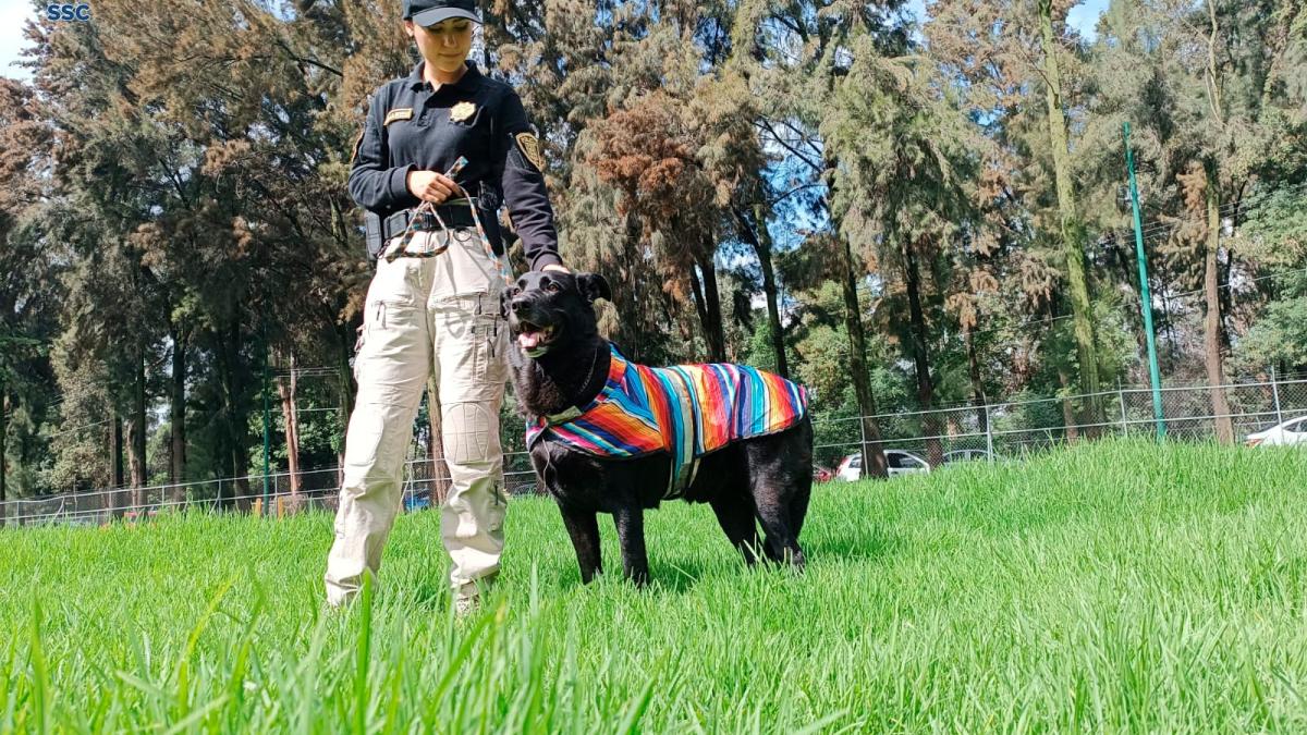 Rescatan a perro tras accidente vehicular en CDMX; no quería abandonar el cuerpo de su dueño muerto