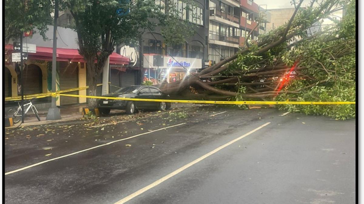 Cae árbol de gran tamaño sobre Avenida Universidad e impacta un vehículo | VIDEO