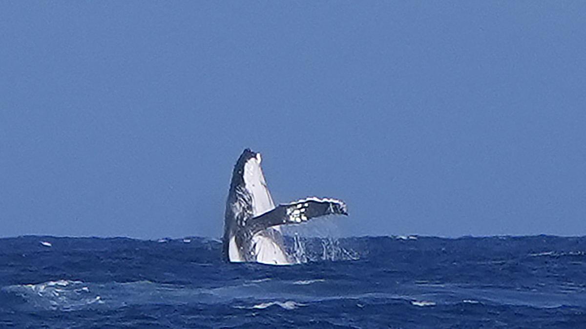 París 2024: ¡Impresionante! El surf de los Juegos Olímpicos es interrumpido por una ballena