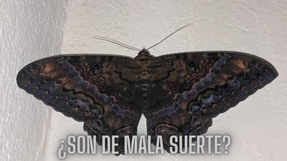 ¿Es de mala suerte? Este es el verdadero significado de que se te aparezca una mariposa negra