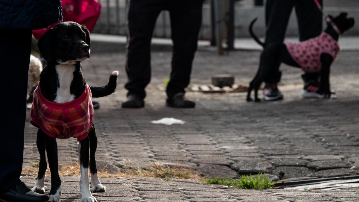 Congreso de CDMX aprueba exhorto a favor de animales de compañía; en esto consiste