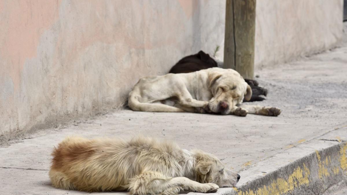 Aumenta abandono de perros y gatos en CDMX; está es la cifra