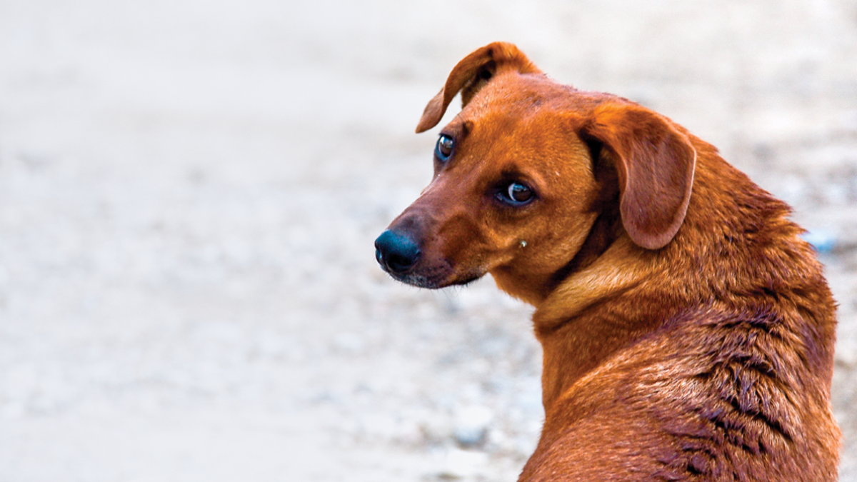 PVEM plantea ley que apruebe solo venta de gatos y perros vacunados y esterilizados