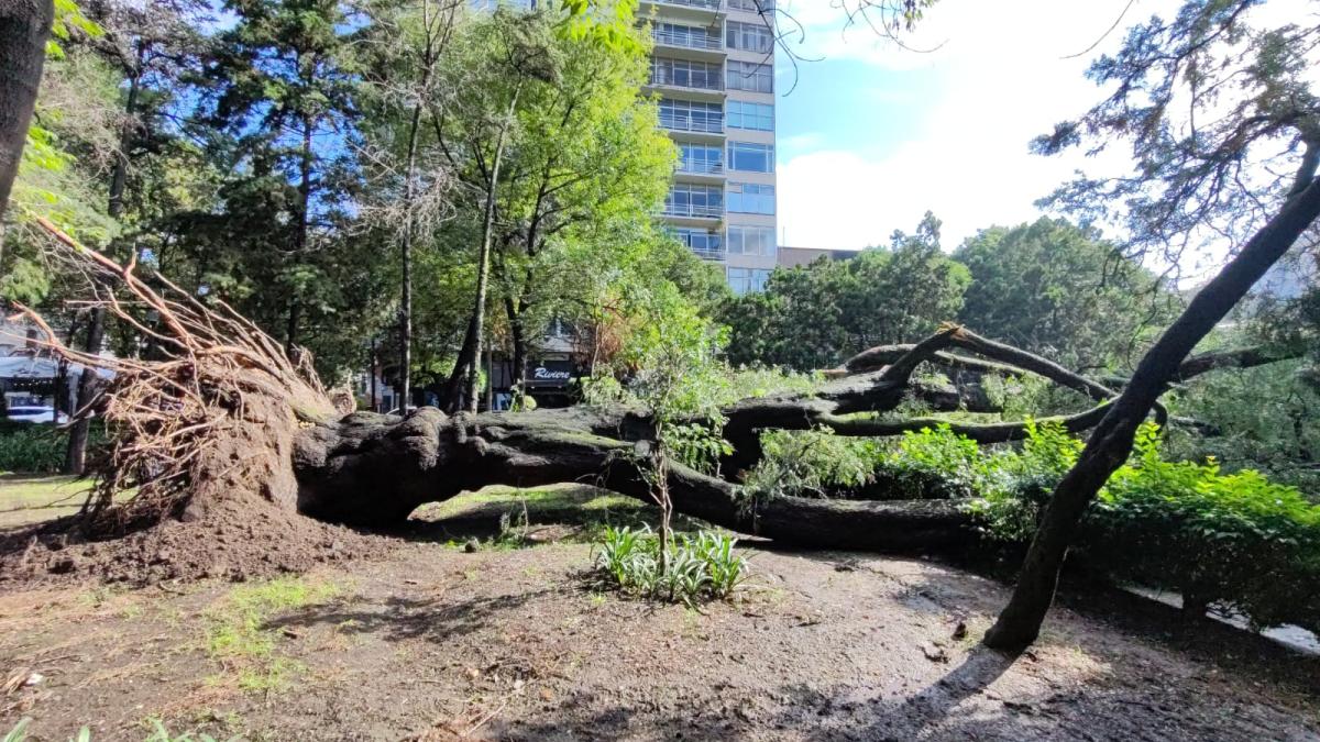 ¡Cuidado! Cae árbol de 30 metros en Polanco e interrumpe la circulación