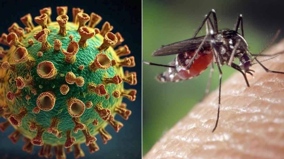 ¿El virus oropouche llegó a México? Esto es lo que se sabe de la fiebre que puso en alerta a Brasil