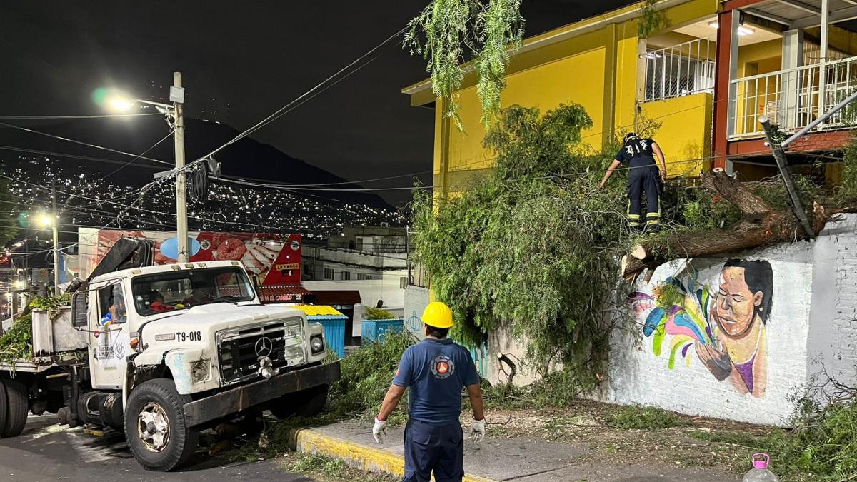 Fuertes lluvias y vientos provocan caída de ramas en la CDMX | FOTO