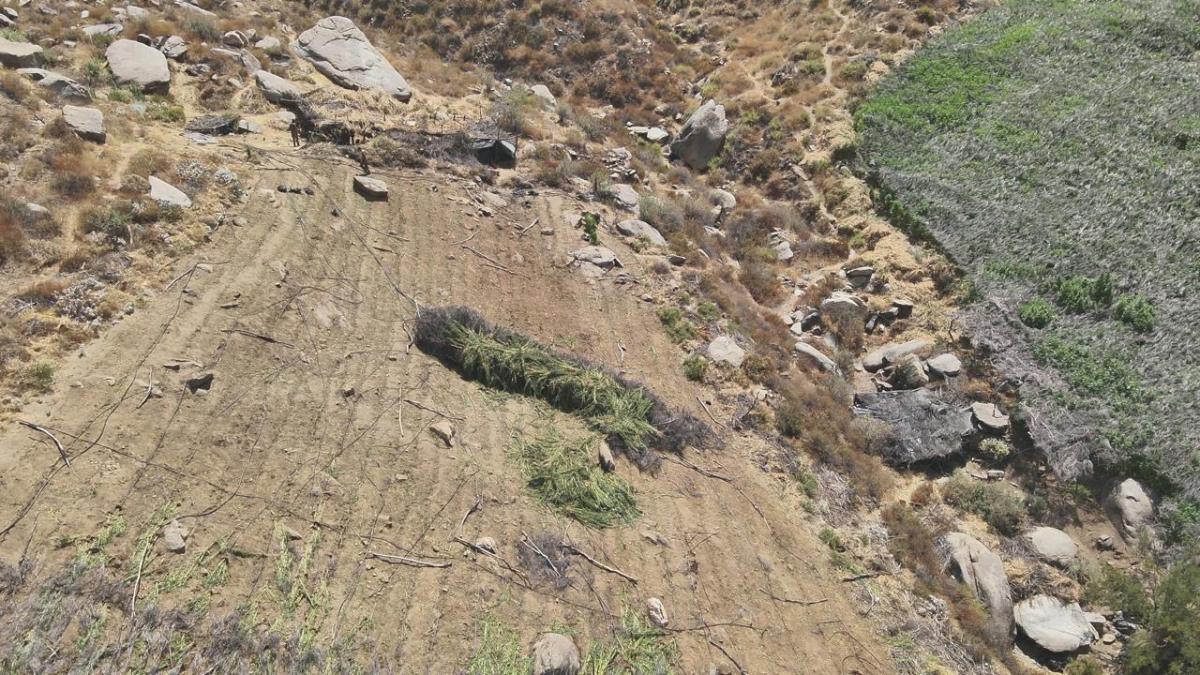 Marina localiza y erradica 8 plantíos de marihuana en Baja California