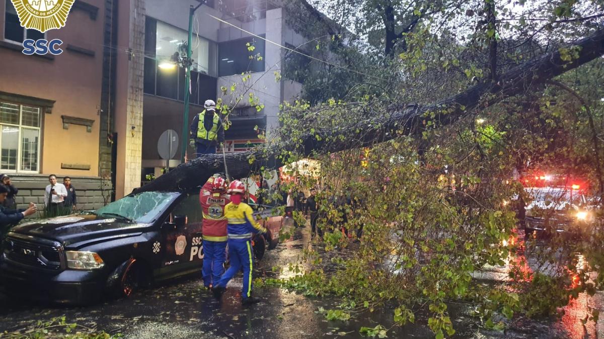 Intensas lluvias provocan una caída de árbol frente a la SSC y daña dos patrullas