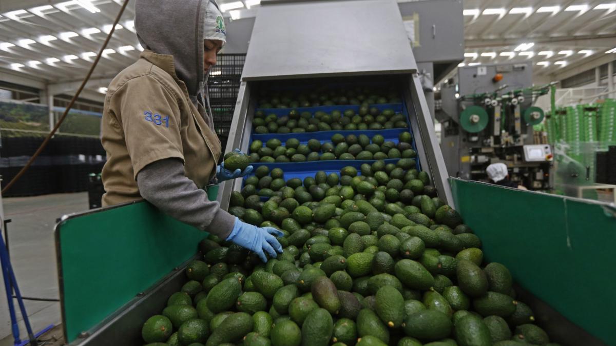 Ken Salazar exige implementación rigurosa del certificado de aguacates mexicanos