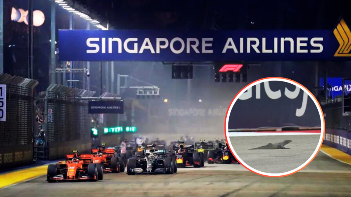 F1 | Lagarto provoca bandera roja y detiene las prácticas libres del Gran Premio de Singapur (VIDEO)