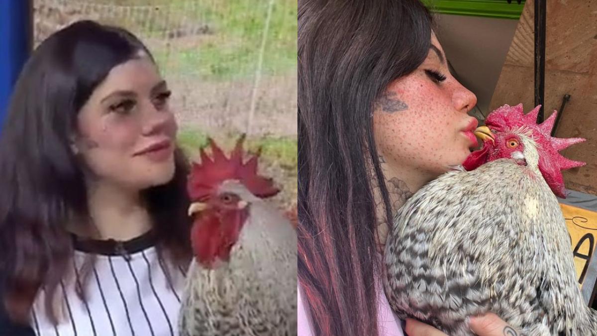 Muere Daniel, el gallo viral de Tiktok y 'Venga la Alegría': 'hasta siempre, mi pollo'