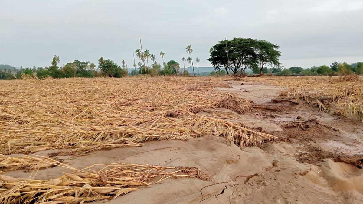 Deja John desolación en agricultores de la Costa Chica; pierden hasta lo prestado