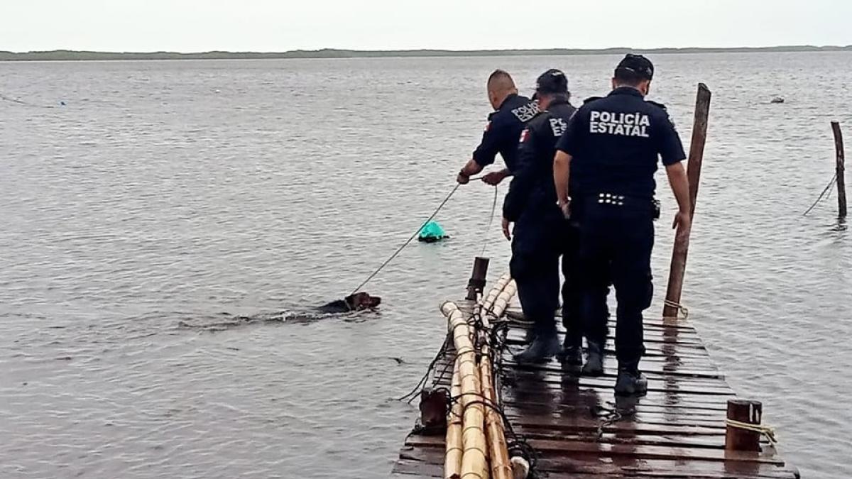 Amarran a perrito en un muelle durante el huracán 'Milton'