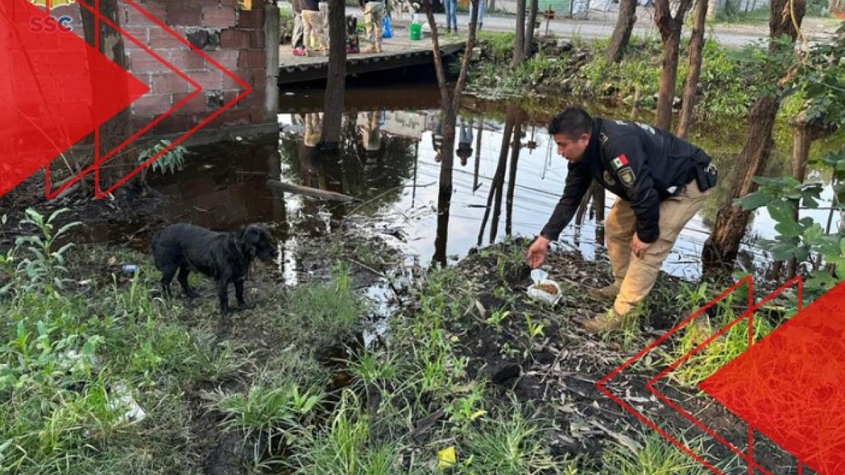 Atienden a 135 perritos y gatitos afectados por lluvias en Xochimilco | FOTOS