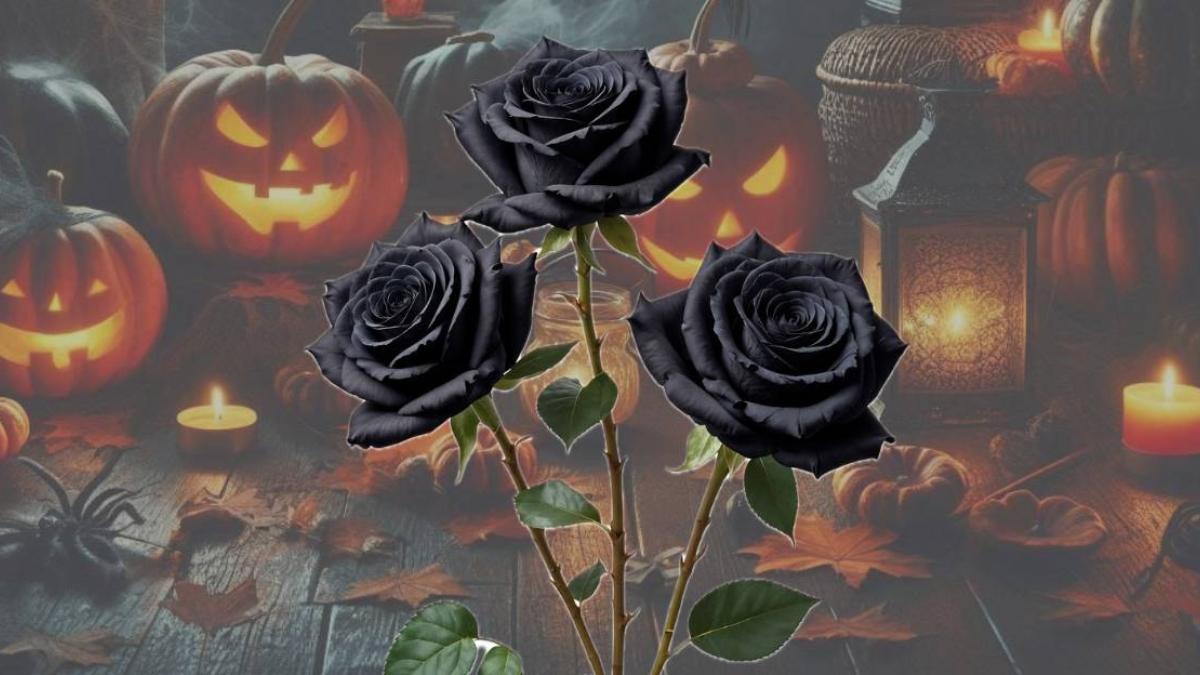 ¿Qué significa regalar rosas negras en Halloween? ¿Es bueno o malo?