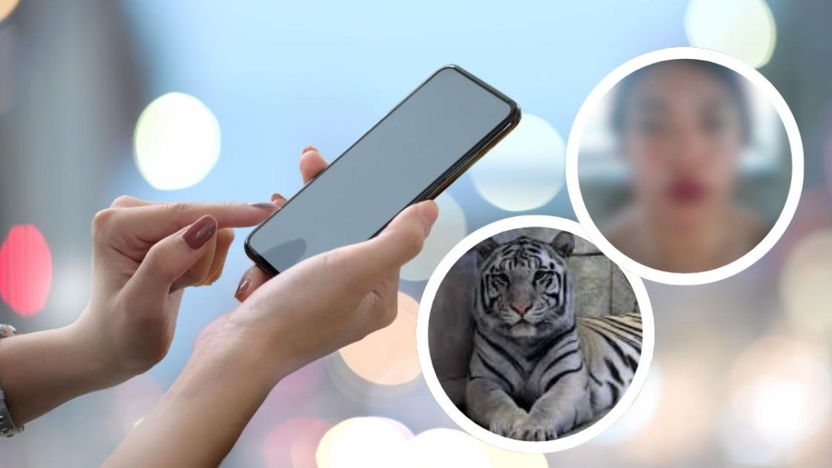 Denuncian en redes a mujer que vende cachorros de tigre blanco por Facebook