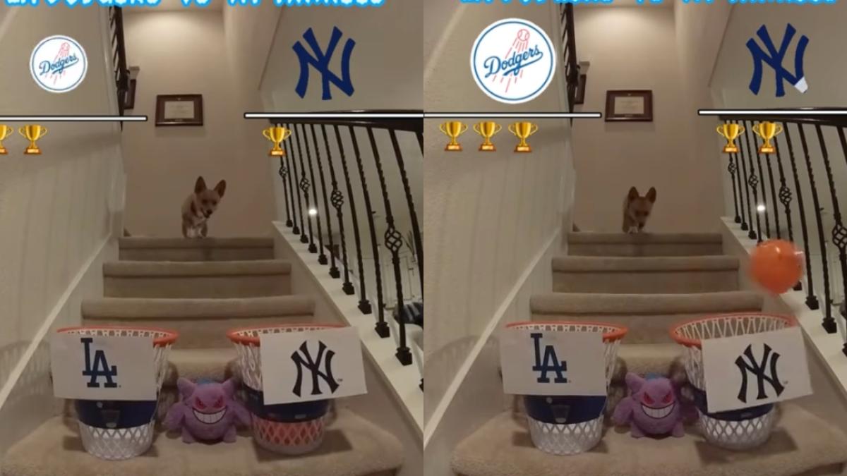 Serie Mundial 2024: Perro predice al ganador entre Dodgers y Yankees y revela en cuántos juegos (VIDEO)