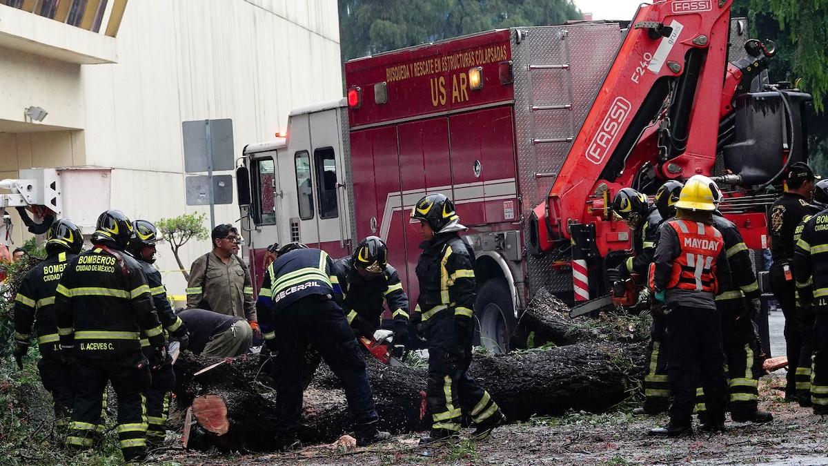 Caída de árboles en CDMX: este año, cifra más alta desde 2018