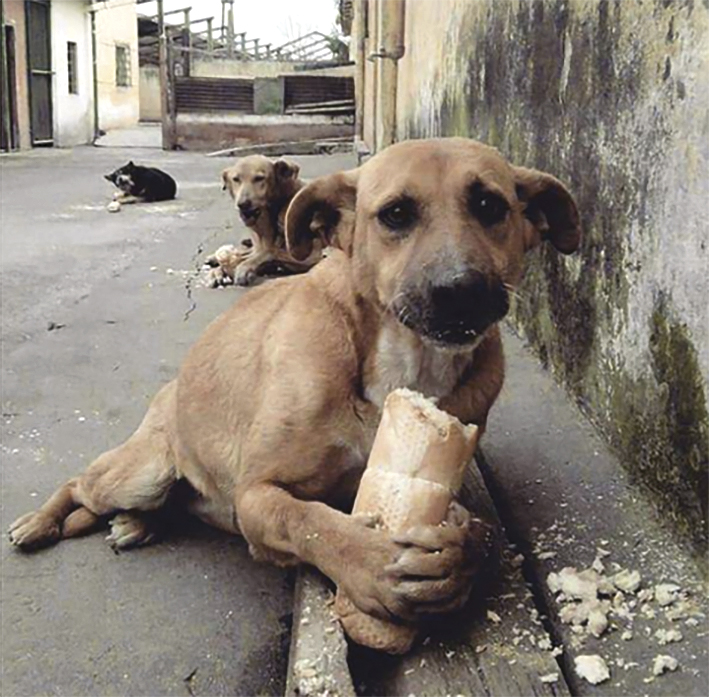 Perros Callejeros 