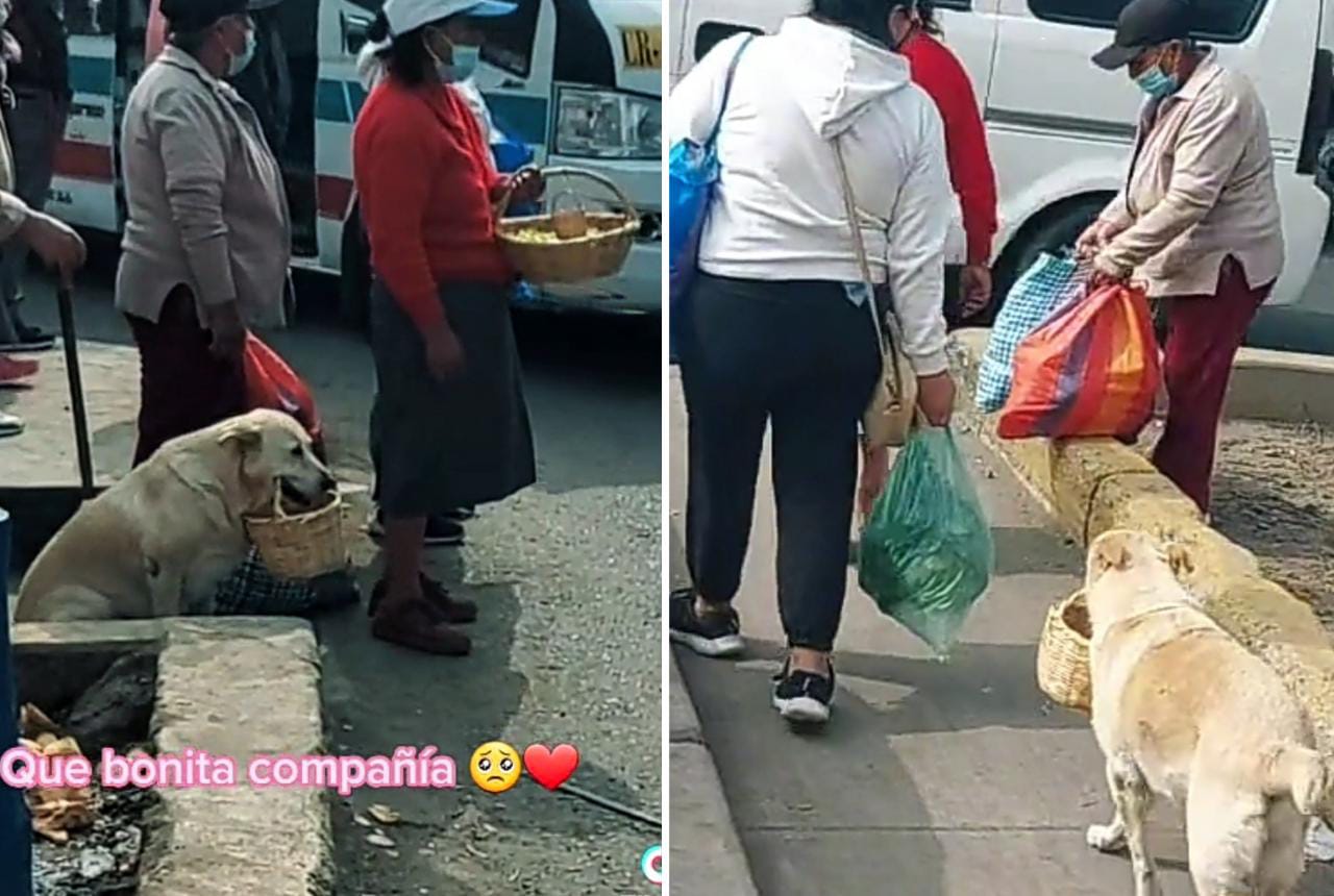 El Mejor Amigo Perrito Fiel Ayuda A Su Due A A Vender Comida En