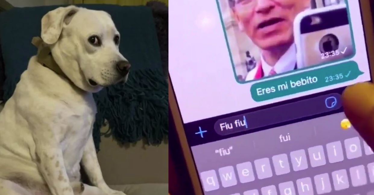 Perrito Se Enoja Porque Su Dueña Le Dedica Mi Bebito Fiu Fiu Y Así La Juzga Video 3467